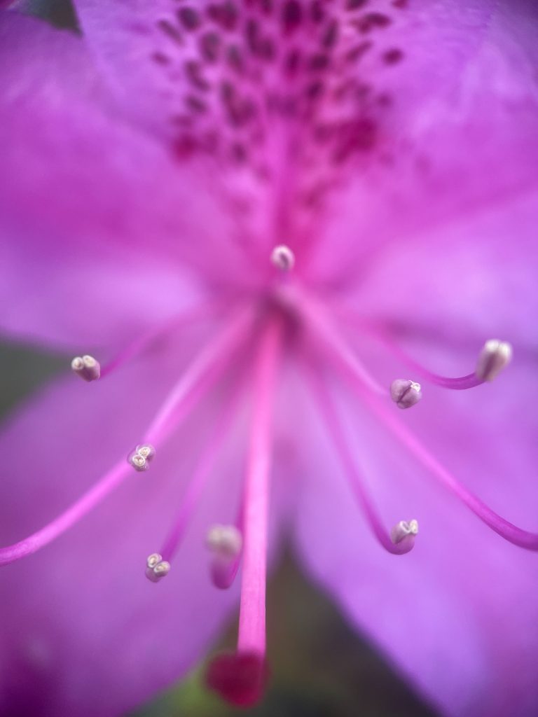 A close up image of a purple flower with stamen and pistils extended towards viewer.