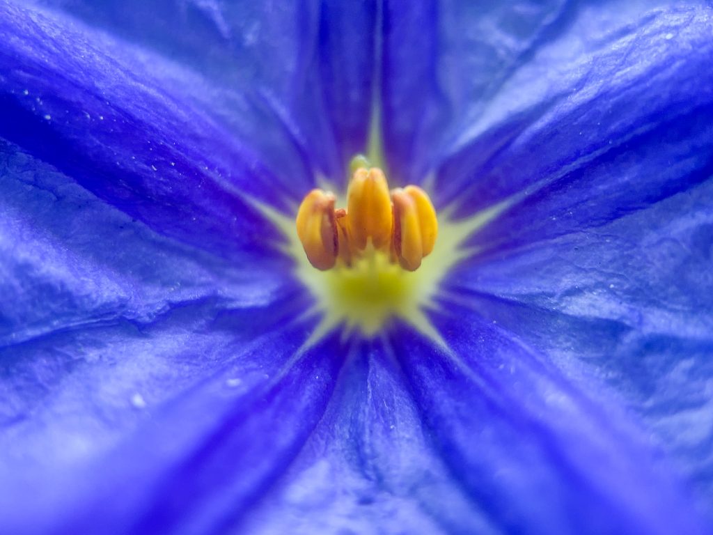 A close-up photo of a blue flower with yellow pollen stamens.