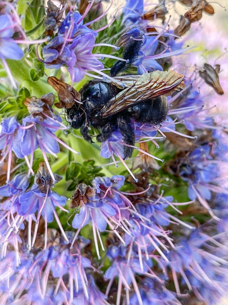 A black carpenter bee rests in a bunch of small flowers.