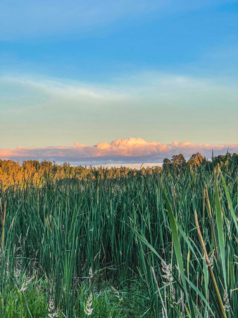 A landscape photo of green marshy reeds in the foreground, the waters of Lake Itasca in the distance, and a row of fluffy cumulus clouds. The sky is blue and the light on the scene is a warm golden sunset.